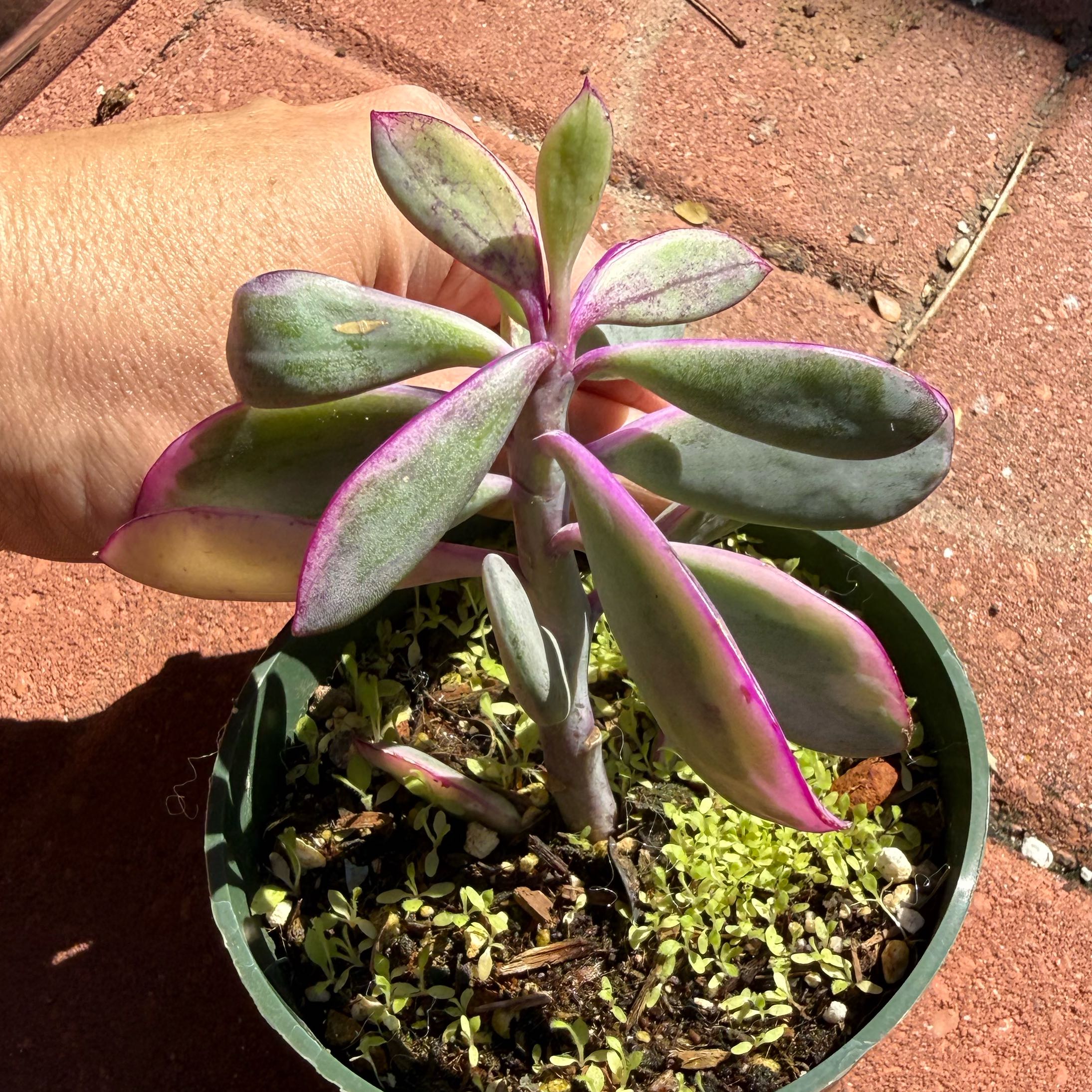 Photo of the plant species Vertical Leaf Senecio by @JackHenrysMom named Lavender Steps on Greg, the plant care app