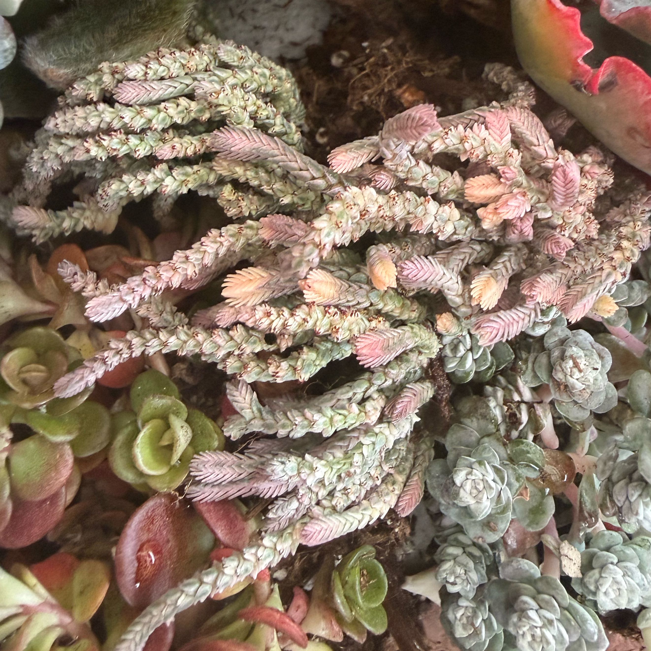 Photo of the plant species Watch Chain by @JackHenrysMom named Fancy Pete on Greg, the plant care app