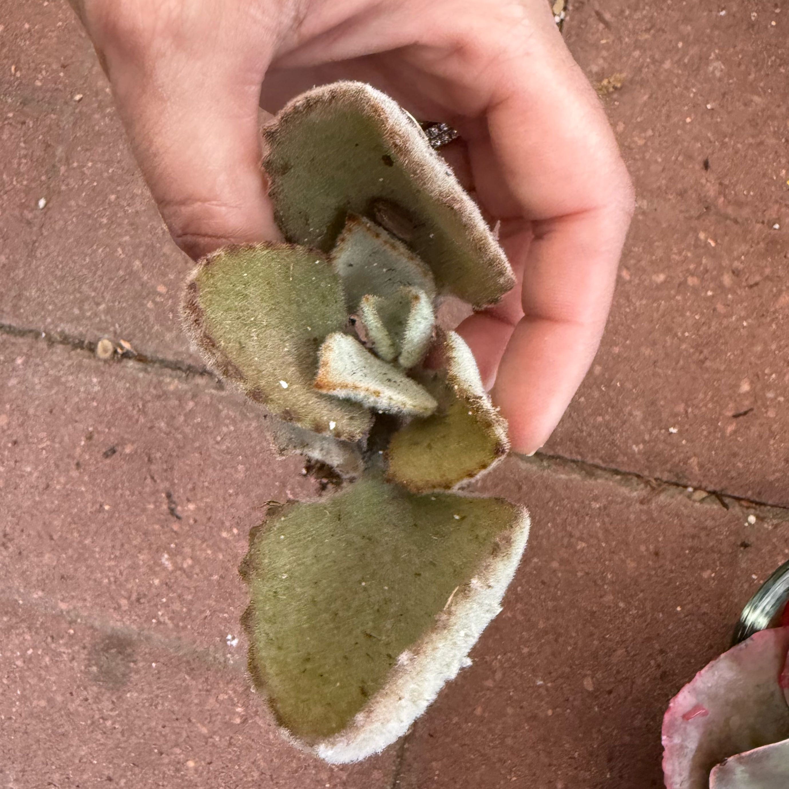 Photo of the plant species Kalanchoe beharensis 'Fang' by @JackHenrysMom named Baloo on Greg, the plant care app