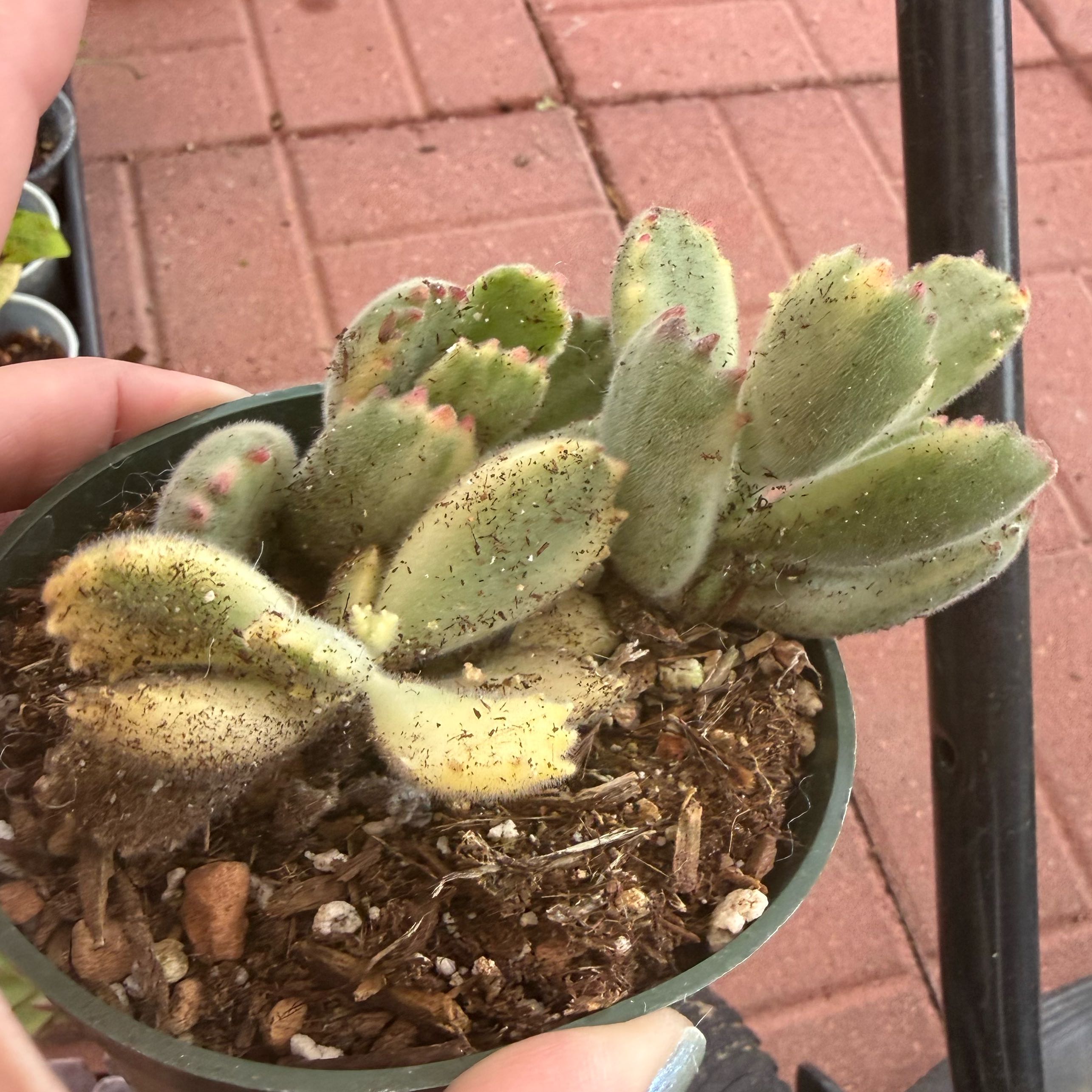 Photo of the plant species Variegated Bear's Paw by @JackHenrysMom named Paddington on Greg, the plant care app