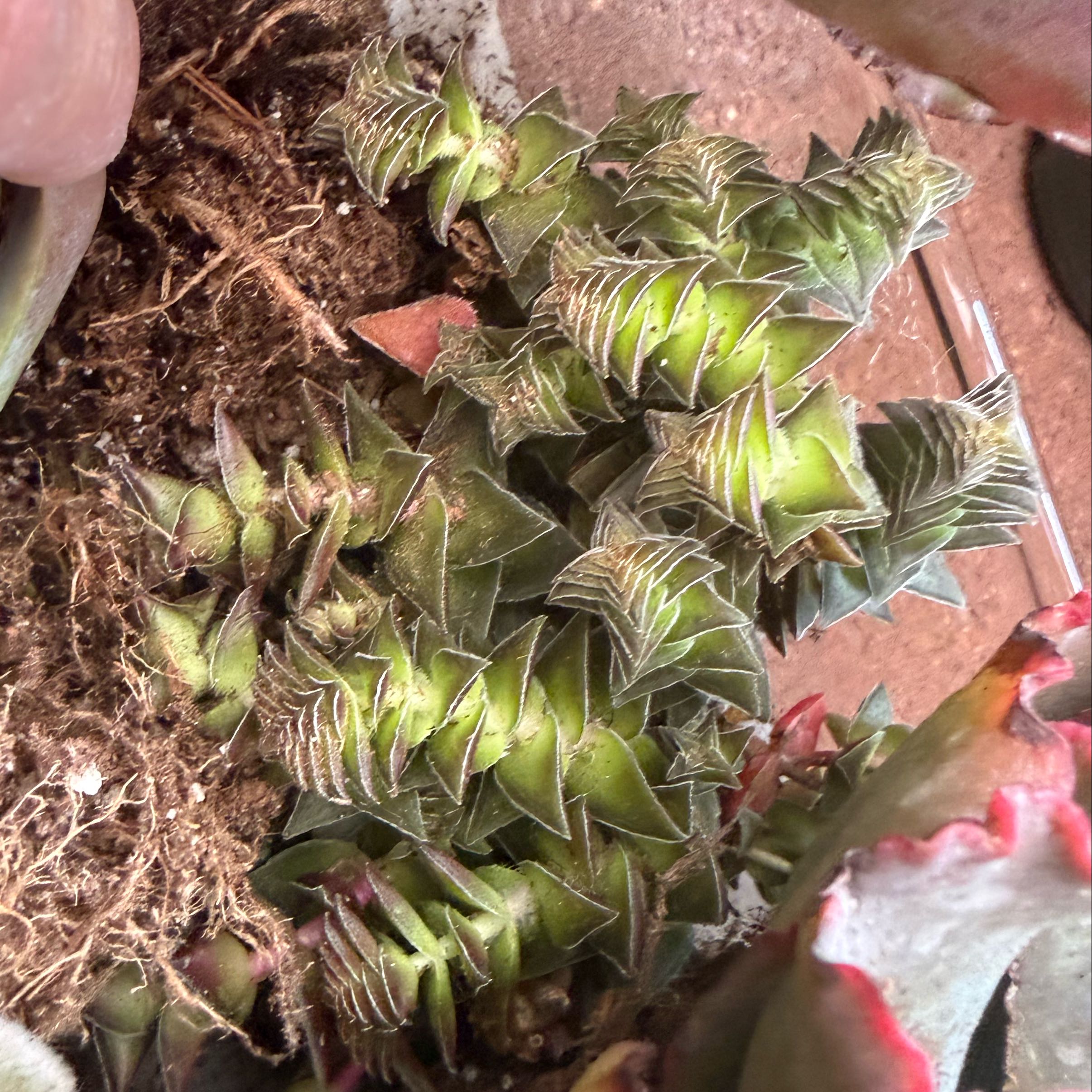 Photo of the plant species Pagoda Village by @JackHenrysMom named Pagoda on Greg, the plant care app