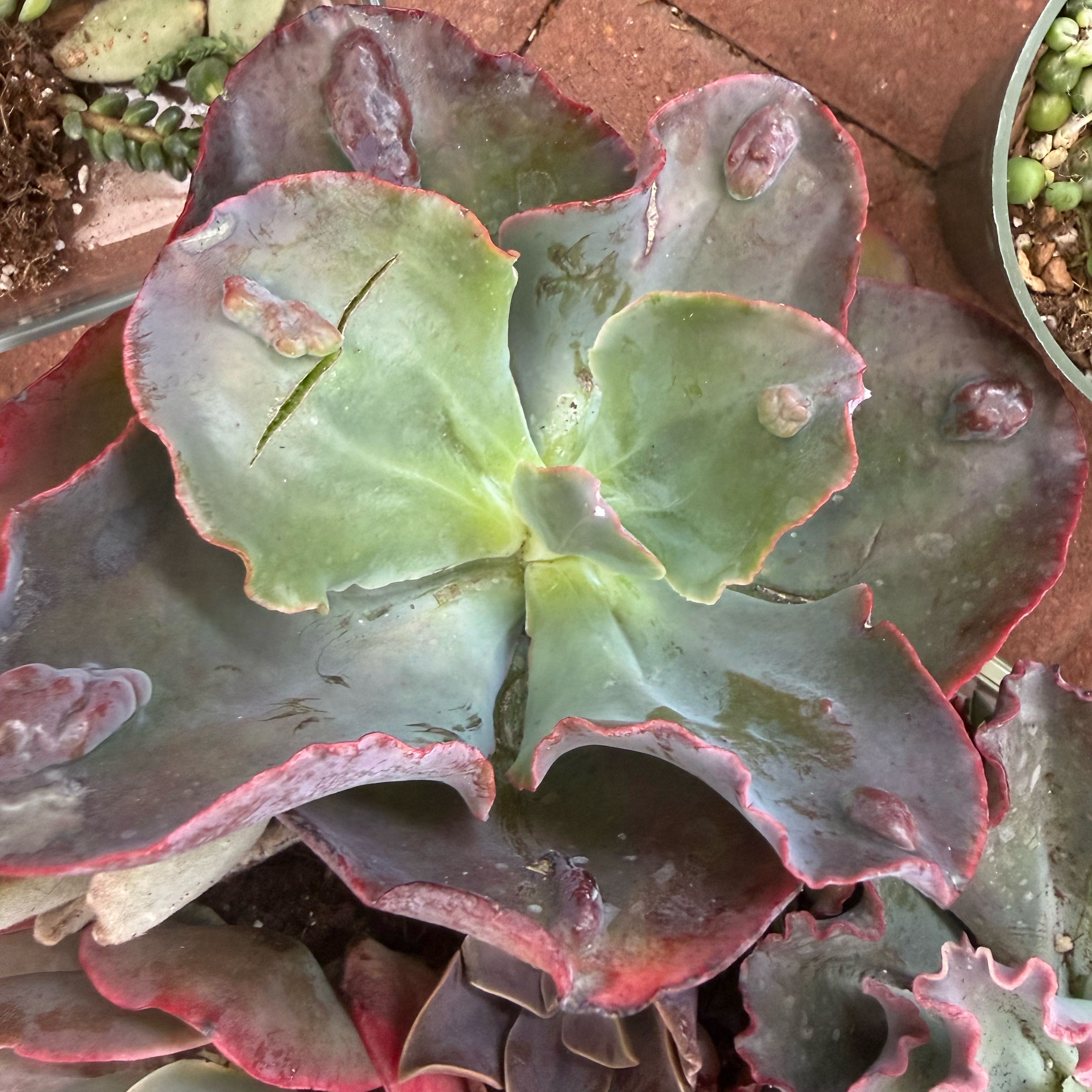 Photo of the plant species Raindrops Echeveria by @JackHenrysMom named Hilary on Greg, the plant care app