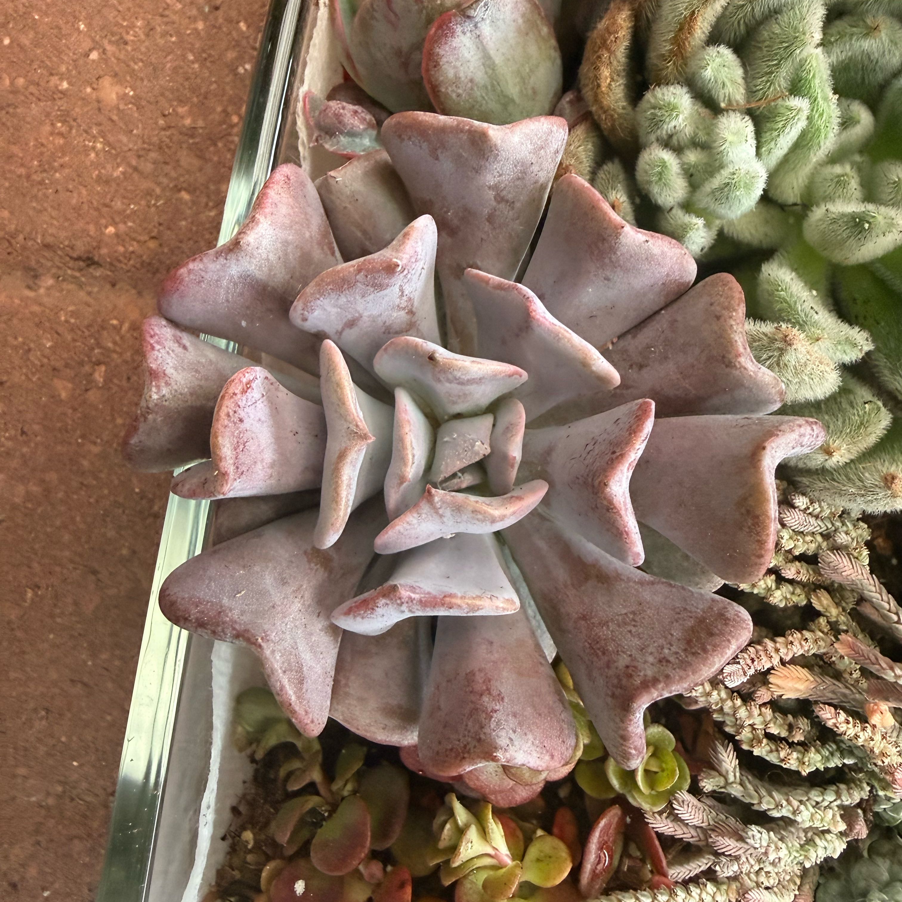 Photo of the plant species Echeveria 'Cubic Frost™' by @JackHenrysMom named Frosty on Greg, the plant care app