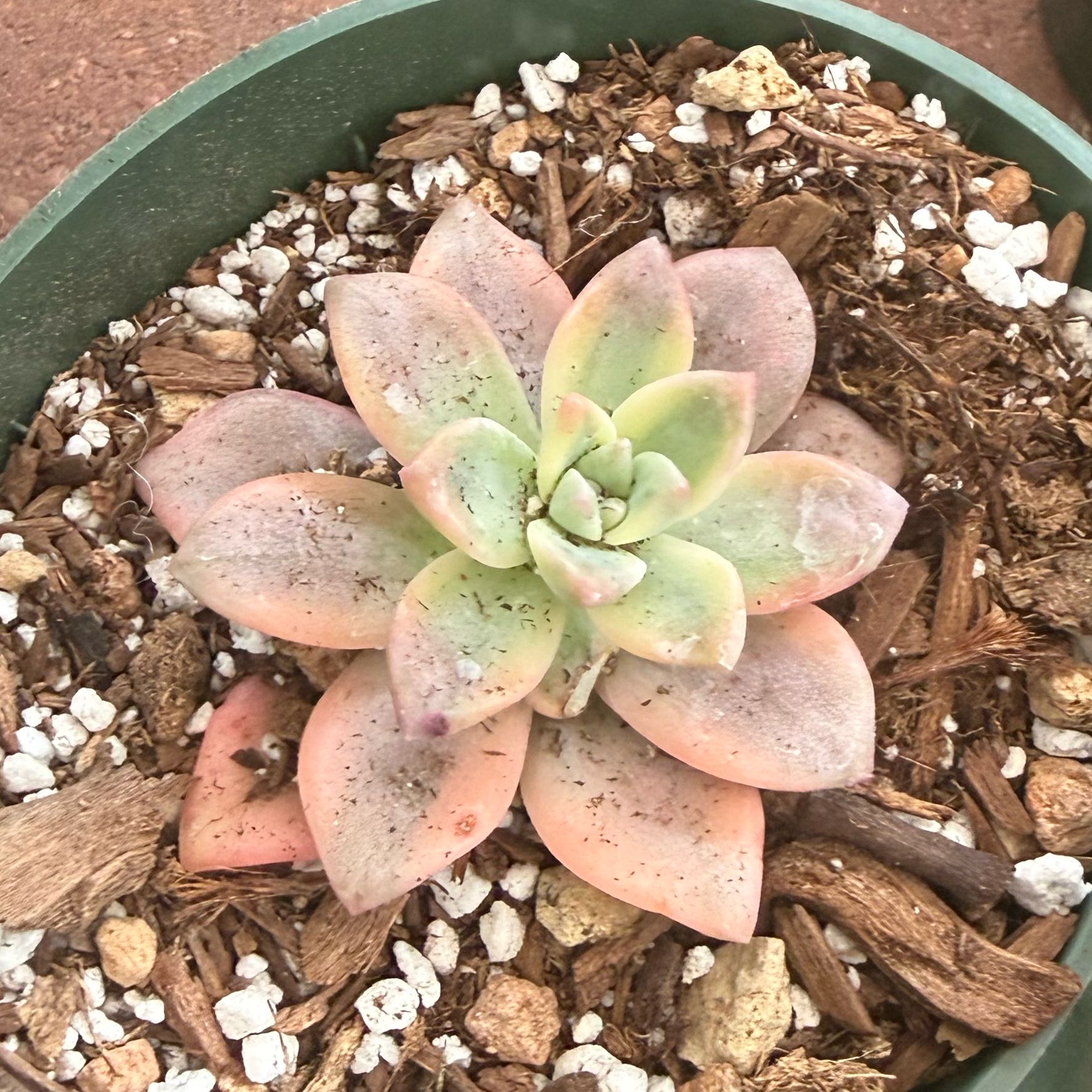 Photo of the plant species Varigated Tituban by @JackHenrysMom named Blush on Greg, the plant care app