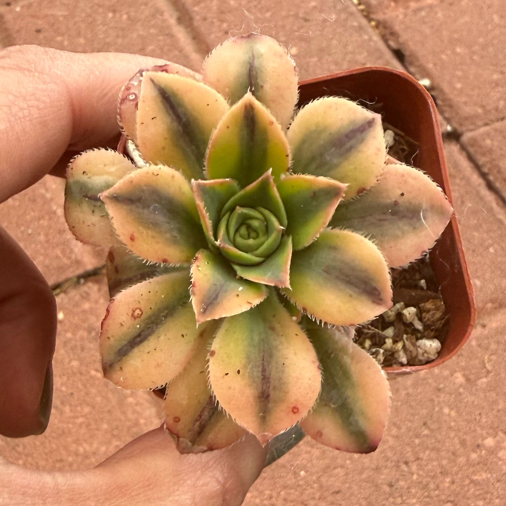 Photo of the plant species Aeonium Floresens by @JackHenrysMom named Flor on Greg, the plant care app