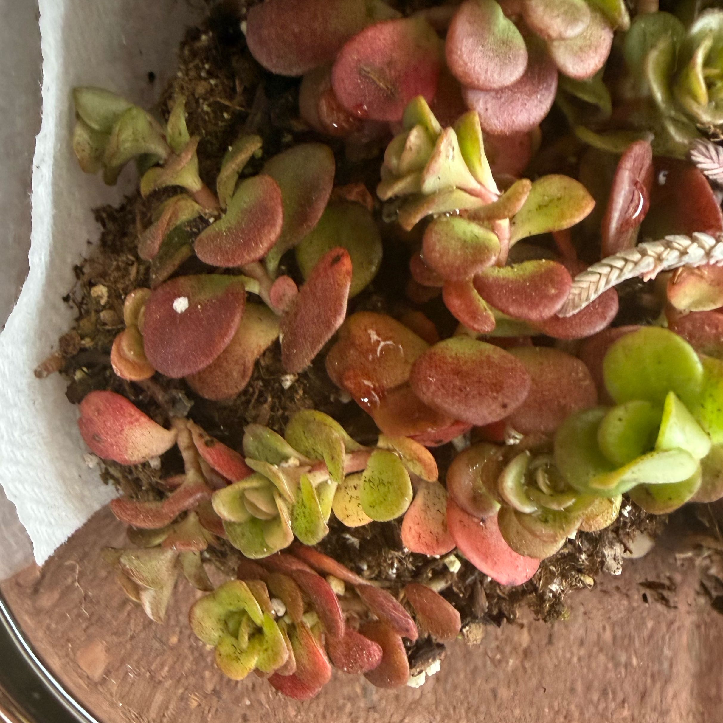 Photo of the plant species Sedum tetractinum 'Coral Reef' by @JackHenrysMom named Cora on Greg, the plant care app