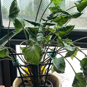 Photo of the plant species Syngonium by @AproposTyrimnus named Godzilla on Greg, the plant care app