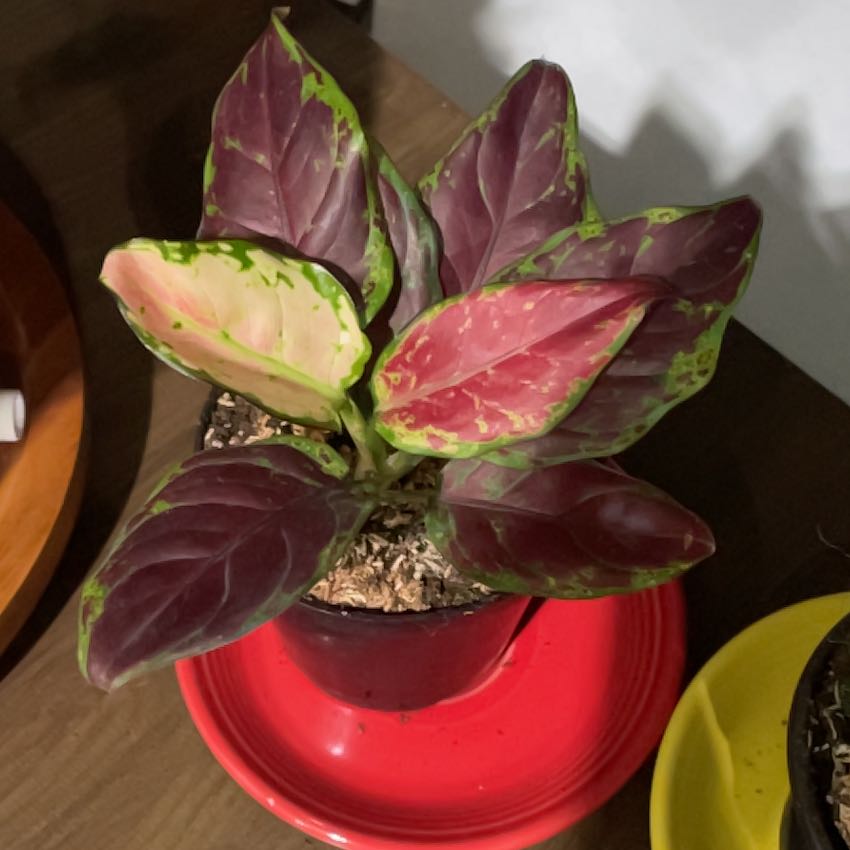 Plant care for Anglaonema Ruby Ray on Greg, the plant care app