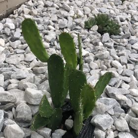 Photo of the plant species Opuntia 'San Quintin' by @NotableCapeivy named Spike Leaves on Greg, the plant care app
