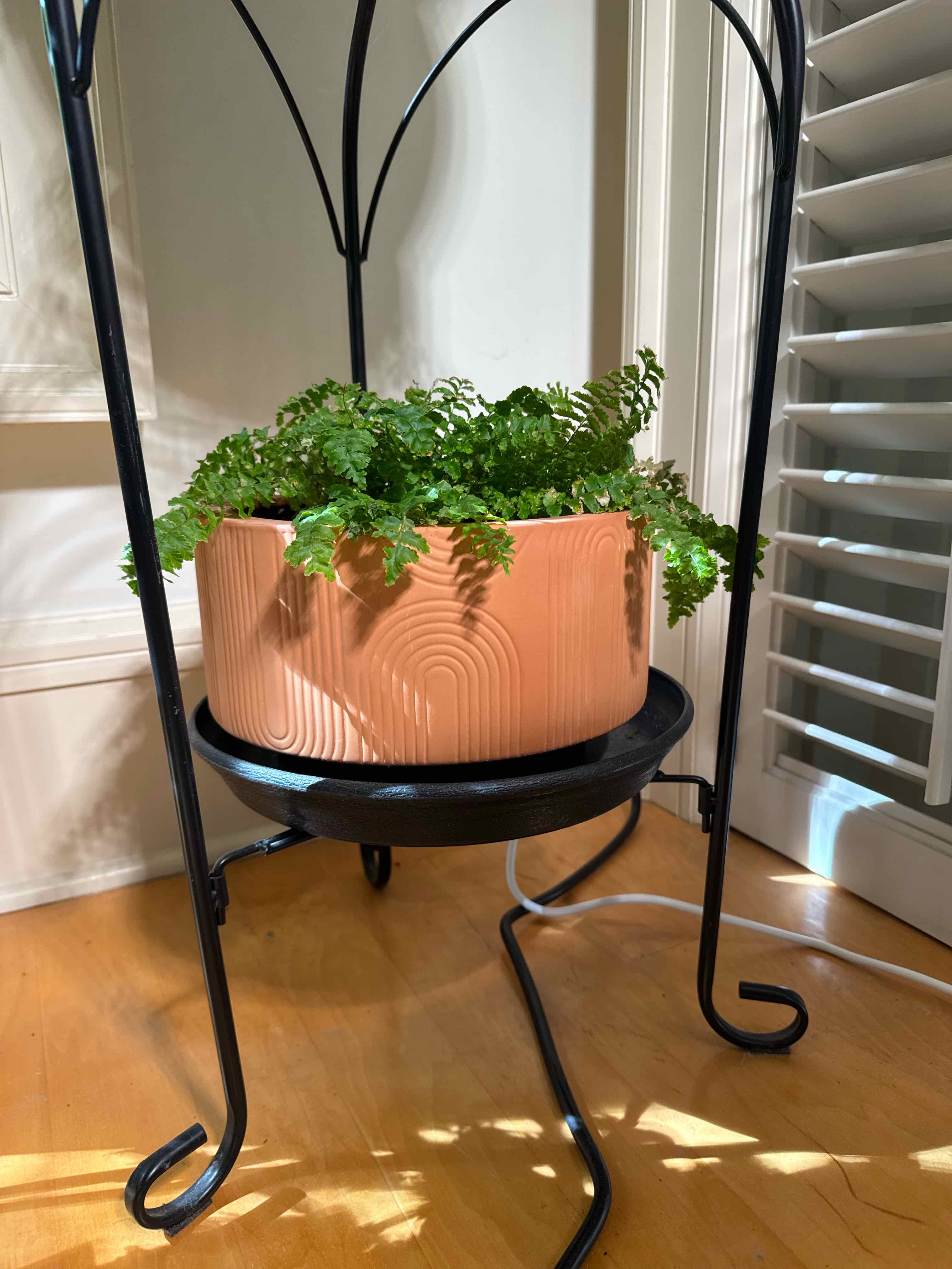 Photo of the plant species Northern Hollyfern by @MarkedKoreanfir named Scarlett on Greg, the plant care app
