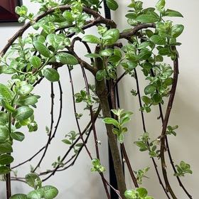 Photo of the plant species Weeping Pussy Willow by @MarkedKoreanfir named Lilo on Greg, the plant care app