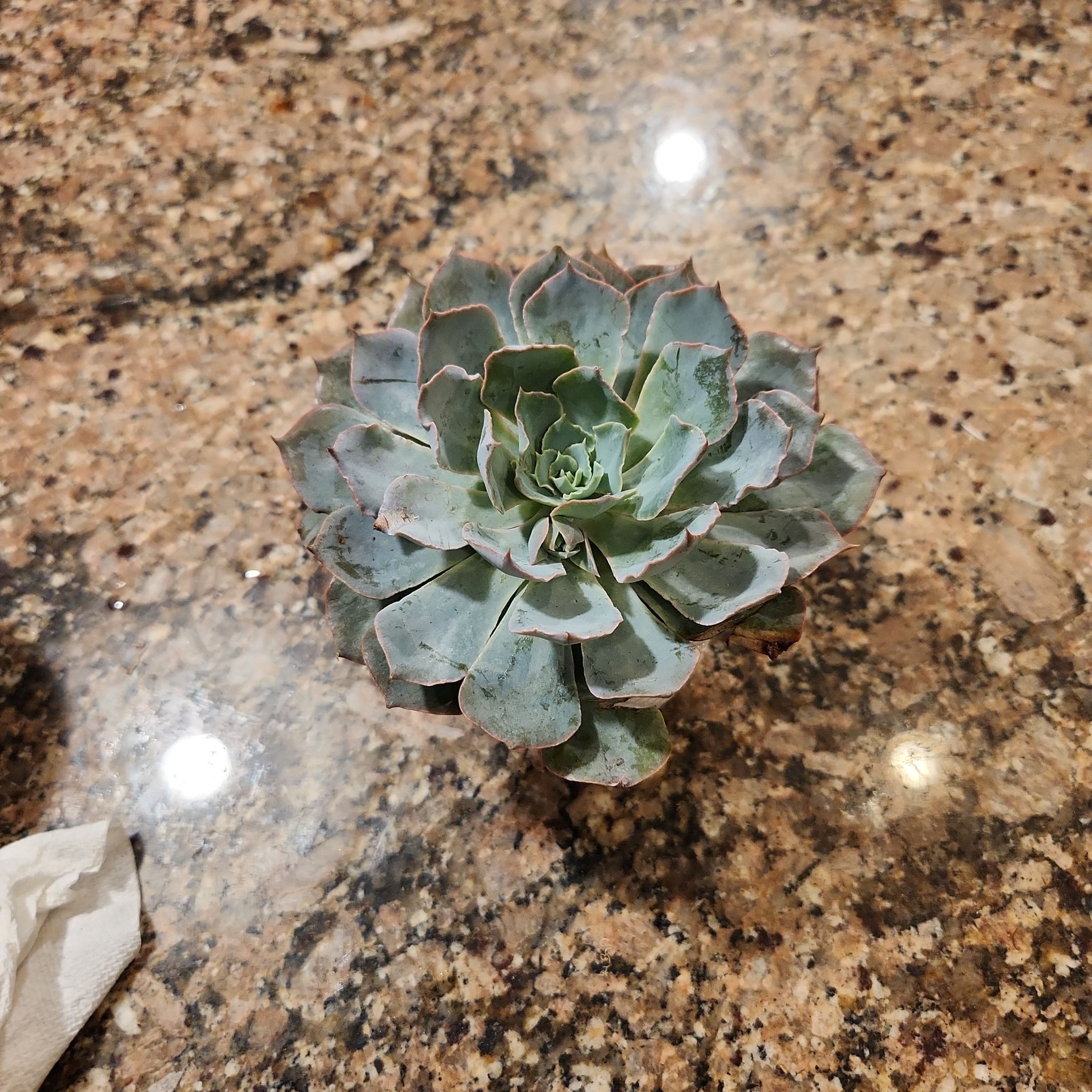 Echeveria 'Blue Heron' succulent with minor browning at leaf edges on a granite countertop.