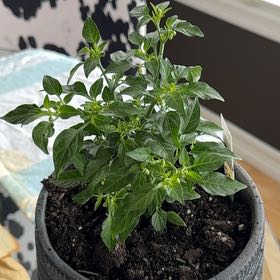 Photo of the plant species Basket of Fire Pepper by @ZippyDeerbrush named Khaleesi on Greg, the plant care app