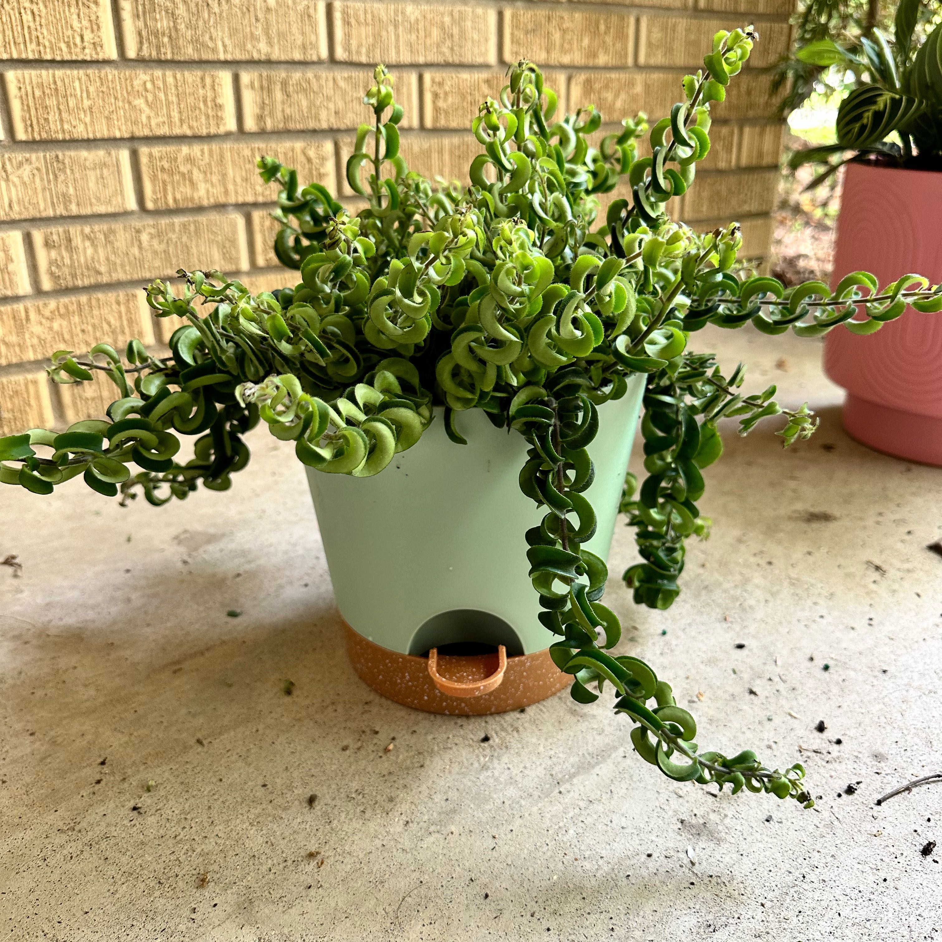 Twisted Lipstick Plant in a pot with vibrant green, curly leaves.