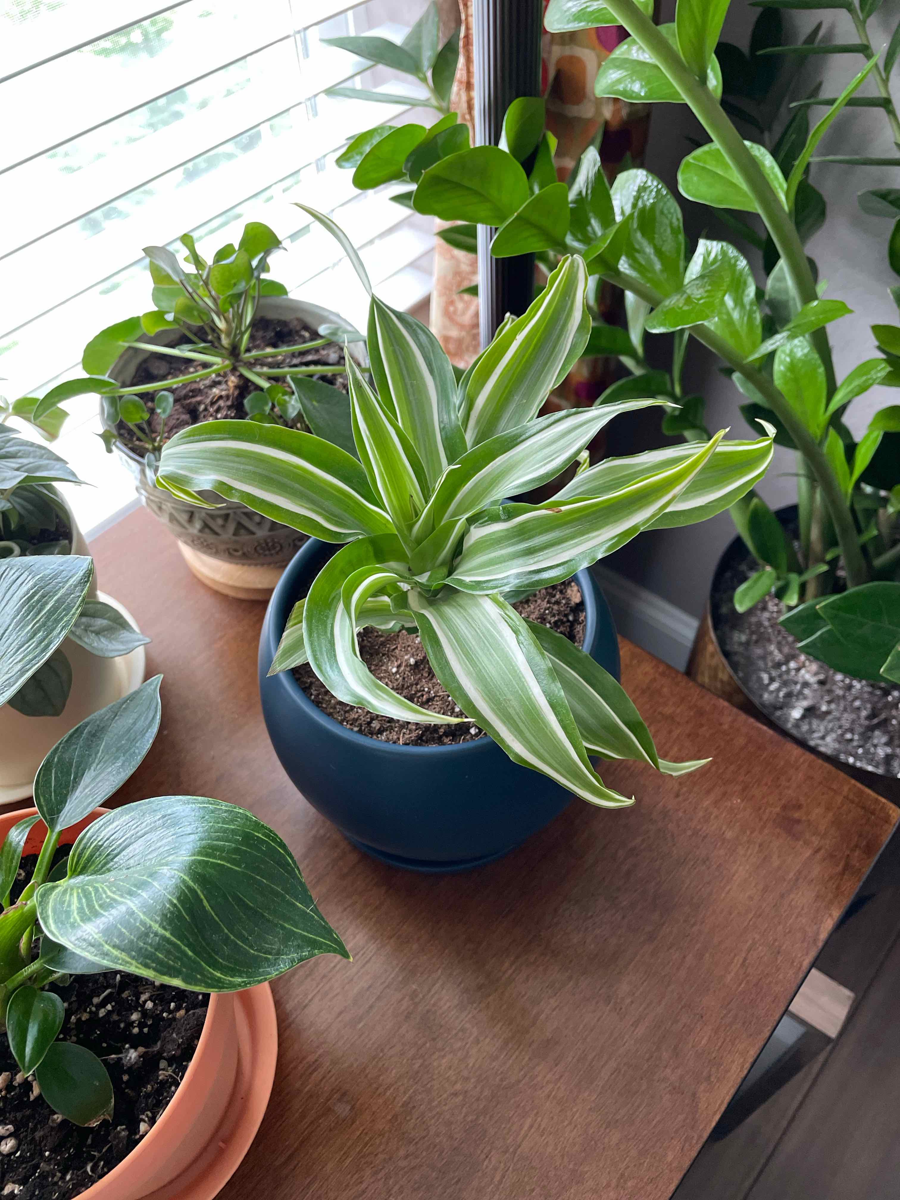 White Jewel Dracaena in a blue pot on a wooden surface near a window, surrounded by other plants.