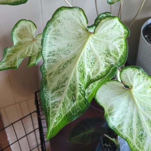 Photo of the plant species Strap Leaf Caladium by @NaturallyWitchy named ChloroPhil on Greg, the plant care app