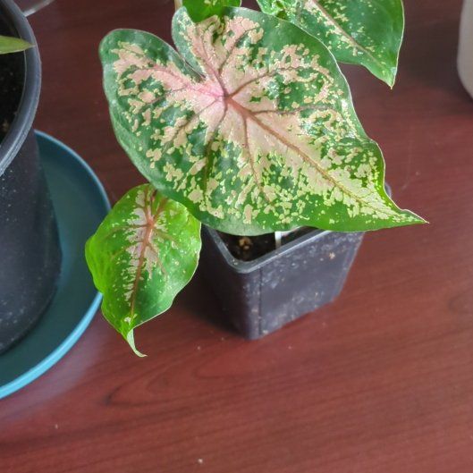 Photo of the plant species Elephant Ear Pink Beauty by @NaturallyWitchy named Surya on Greg, the plant care app