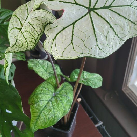 Photo of the plant species angel wings by @NaturallyWitchy named Bruce Lee on Greg, the plant care app