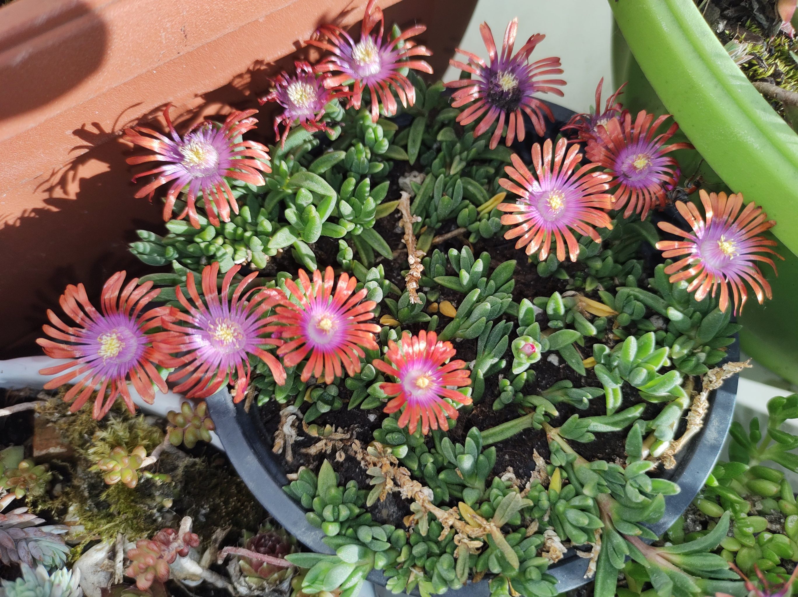 Photo of the plant species Fire Spinner Ice Plant by @ClassyPetunia named Orwell on Greg, the plant care app