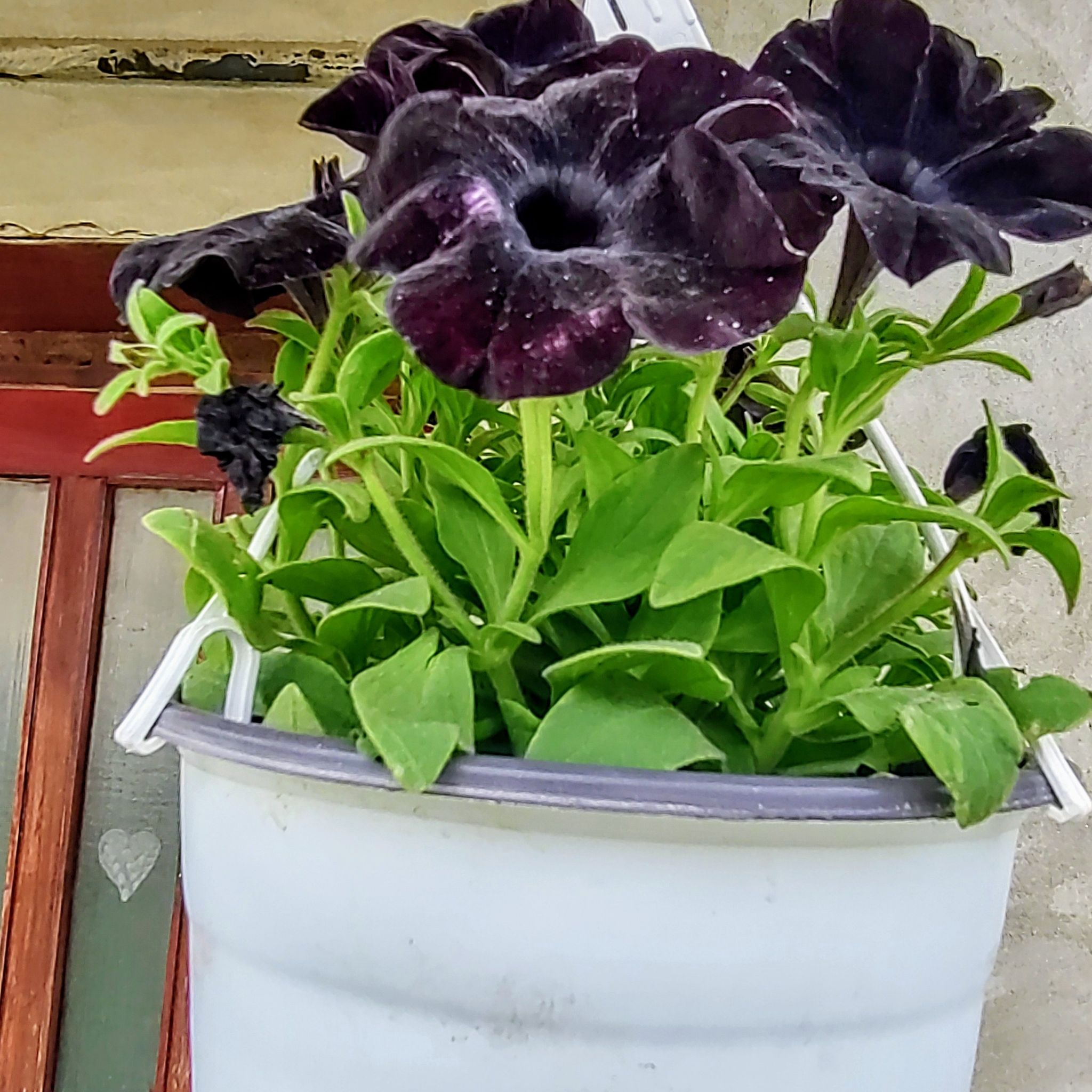 Photo of the plant species Petunia 'Black Cat' by @ClassyPetunia named Bella on Greg, the plant care app