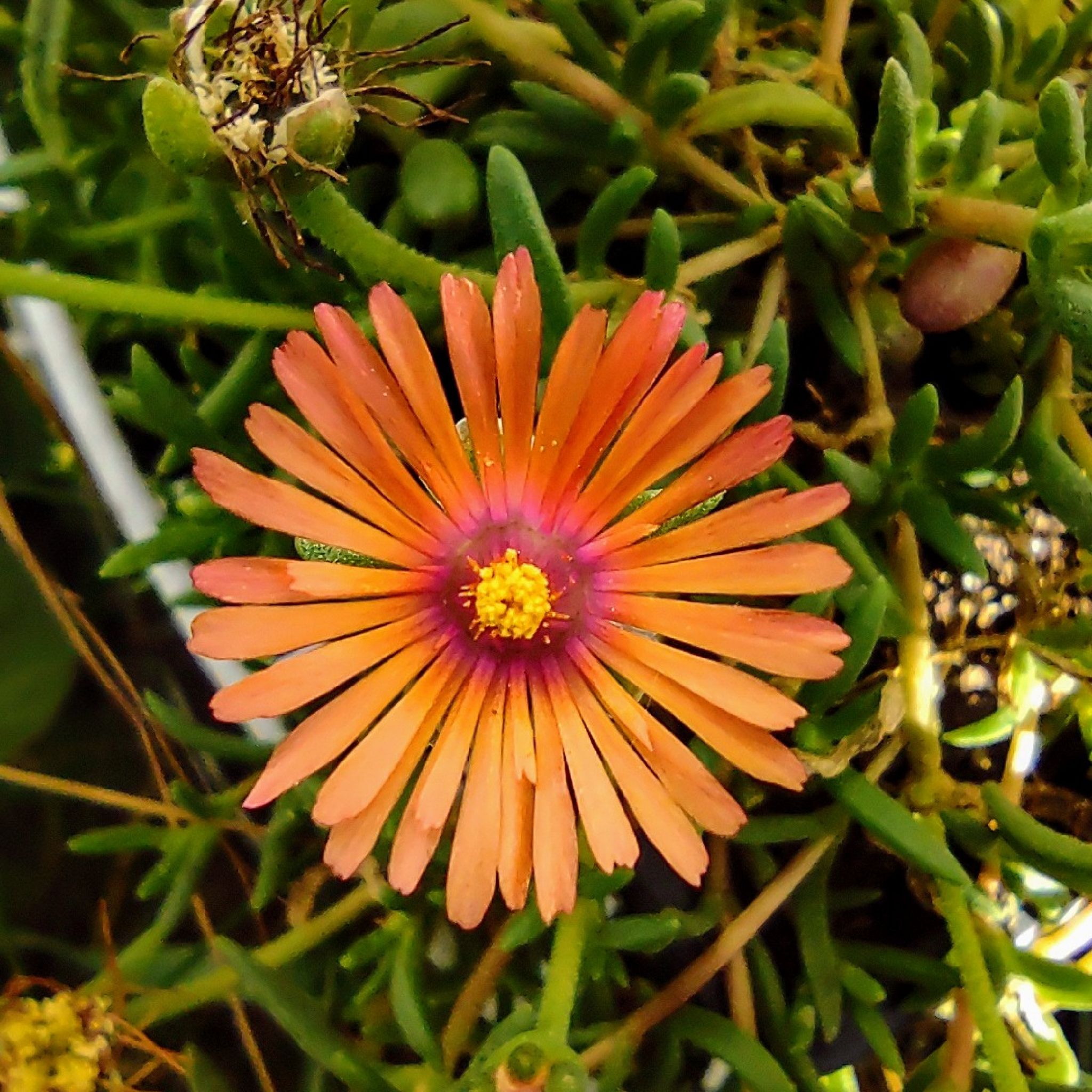 Close-up of a healthy Iceplant with a vibrant orange flower.