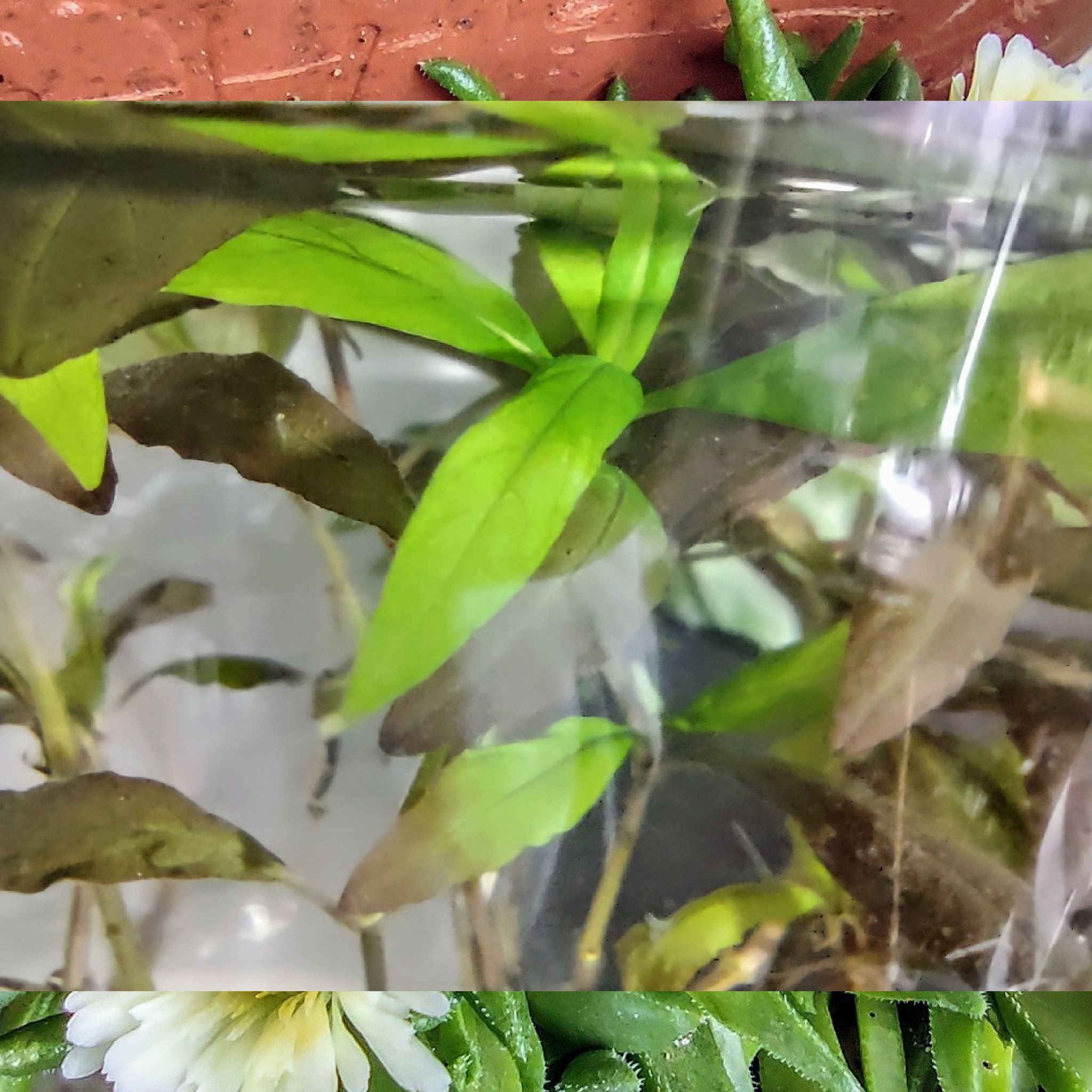 Photo of the plant species Hygrophila pinnatifida by @ClassyPetunia named Scarlett on Greg, the plant care app