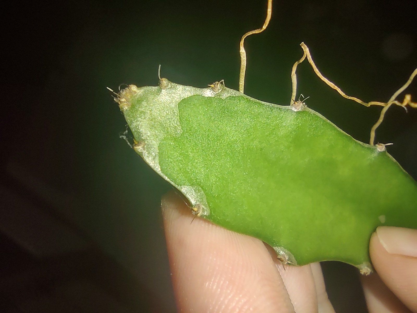 Close-up of a healthy Dragon Fruit plant segment held by a hand.