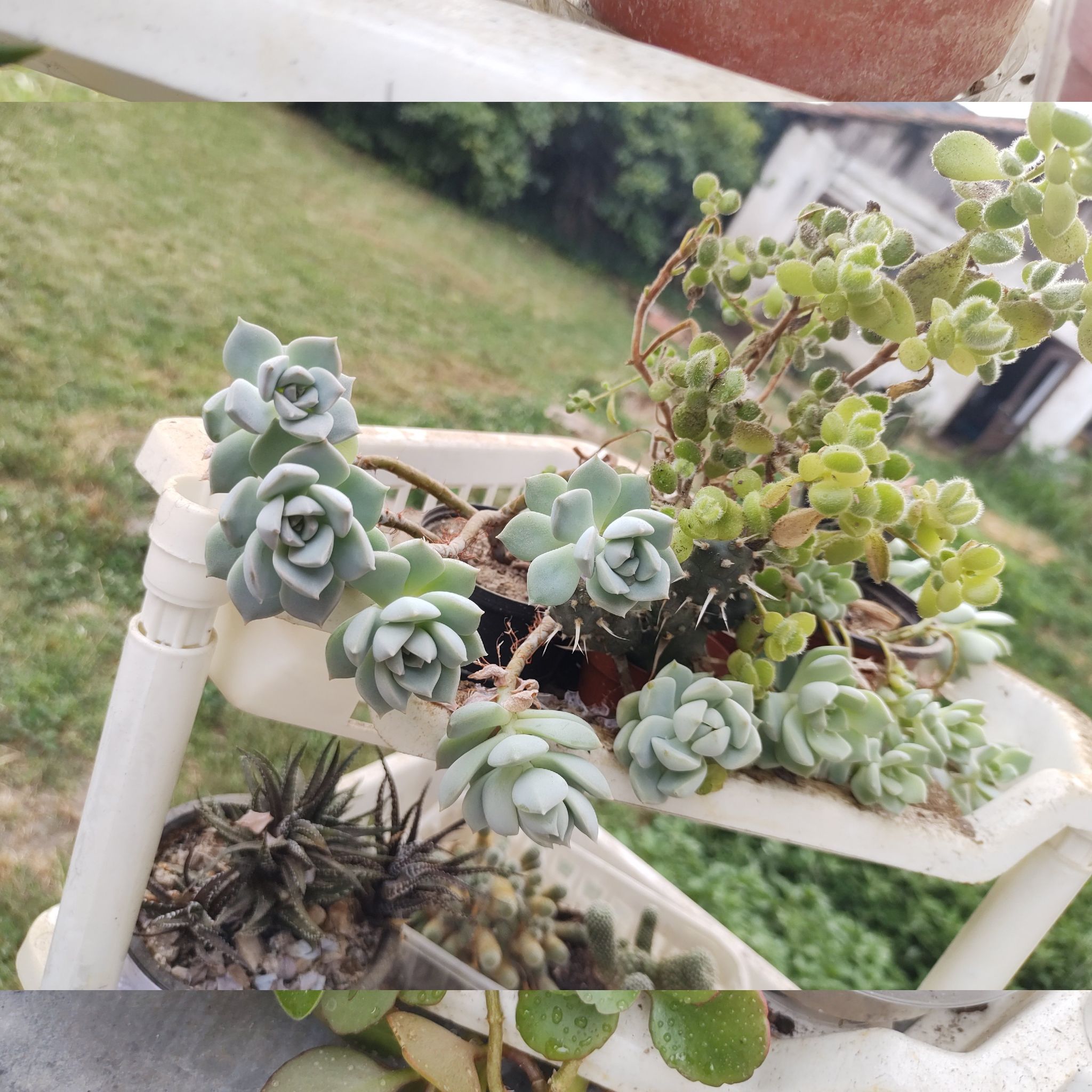 Image of Graptoveria 'Lovely Rose' succulents on a shelf, appearing healthy and well-maintained.