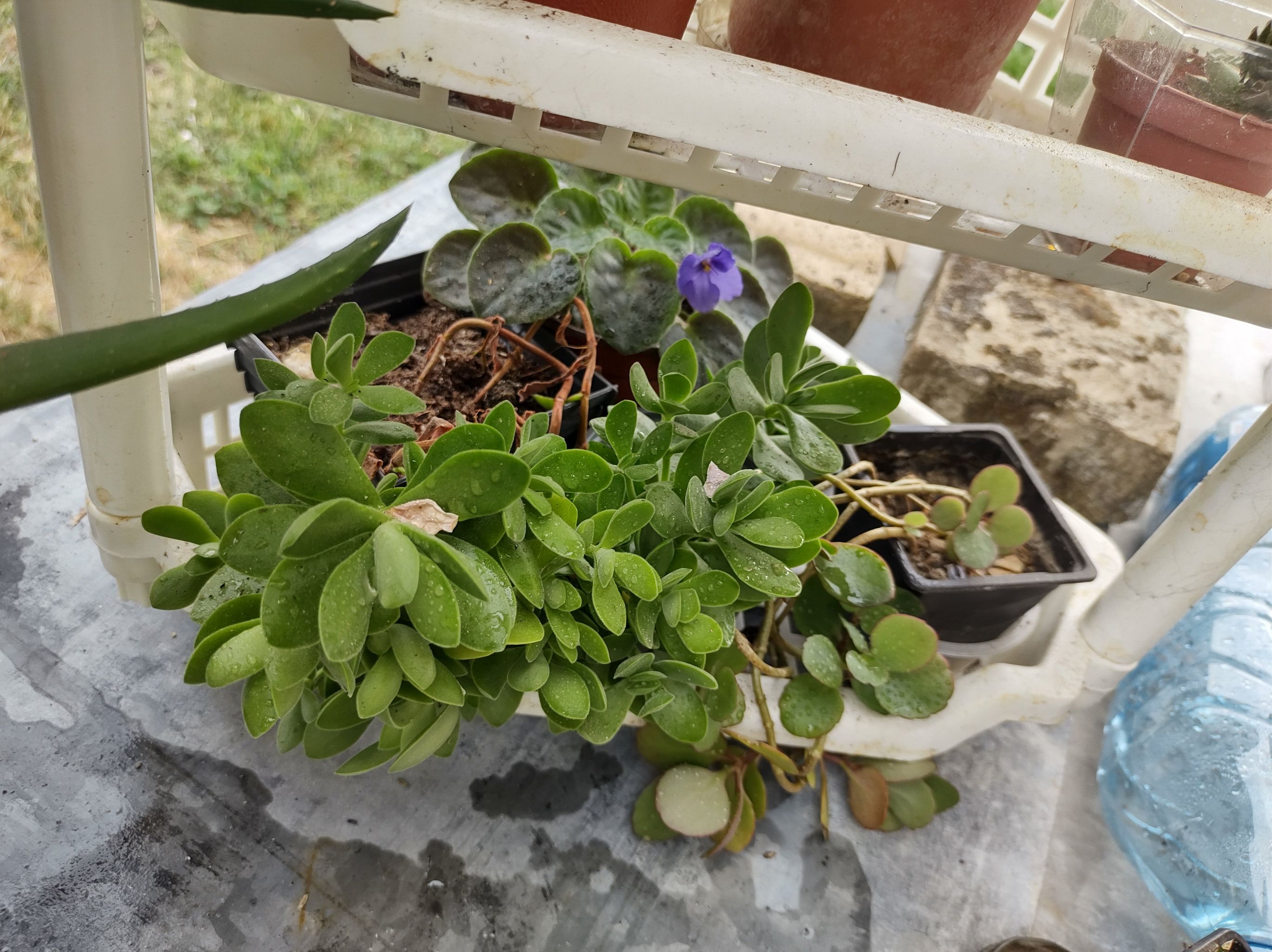 Photo of the plant species Money Maker by @ClassyPetunia named Tupot amaroot on Greg, the plant care app