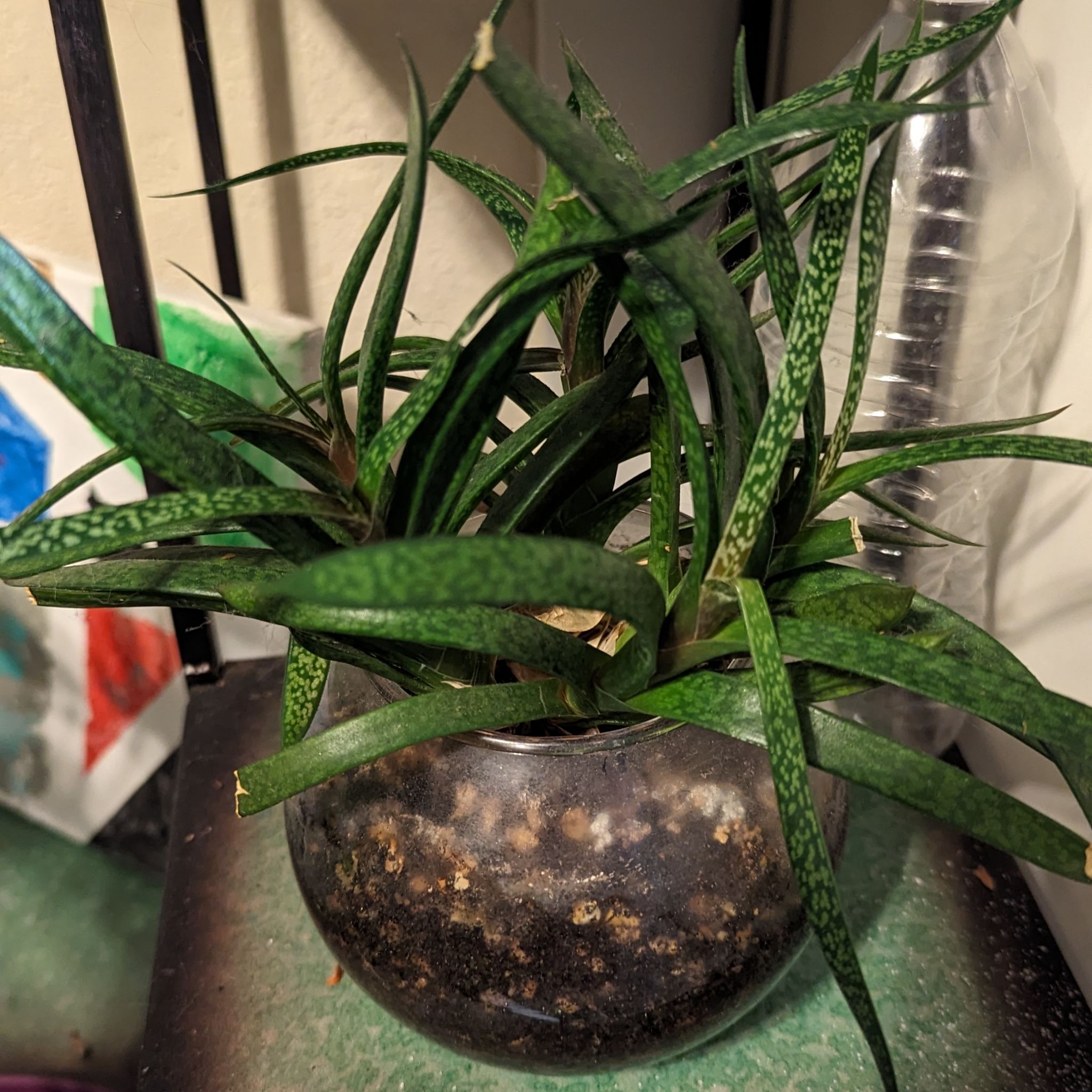 Photo of the plant species gasteria bicolor by @SportCorncob named Athena on Greg, the plant care app