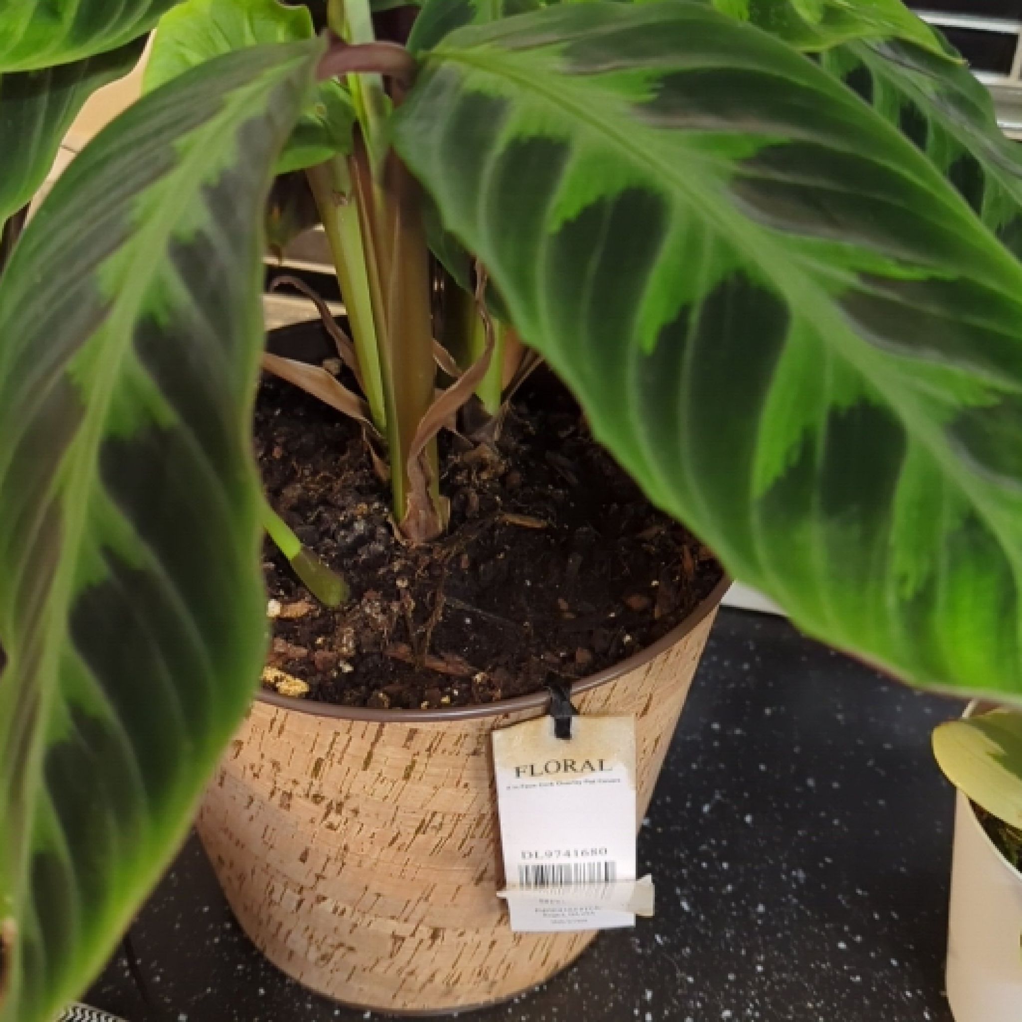 Photo of the plant species Jungle Velvet by @SportCorncob named Sonora on Greg, the plant care app