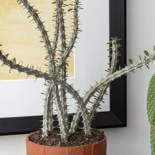 Photo of the plant species Octopus Tree by @SportCorncob named LiloStitch on Greg, the plant care app