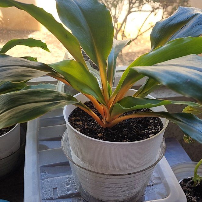 Photo of the plant species Orange Spider Plant by @StarMistystar named Stella on Greg, the plant care app