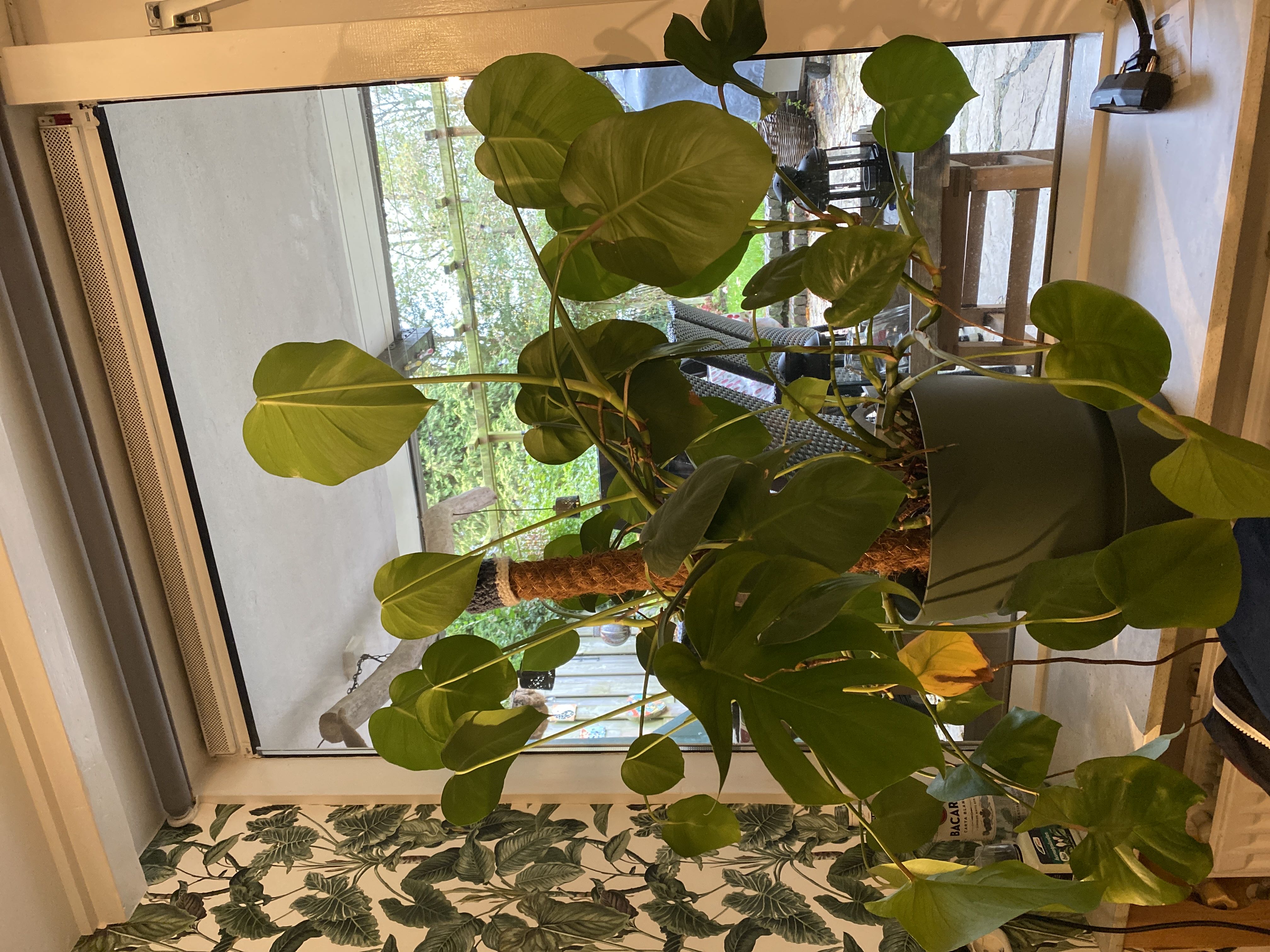 Photo from the post