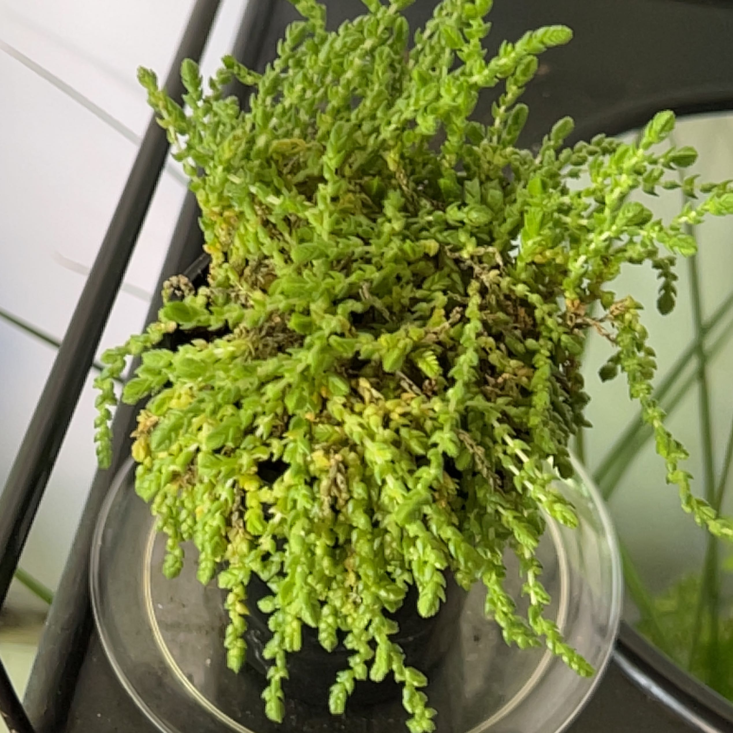 Photo of the plant species Variegated Watch Chain by @IconSwallowwort named Cleopatra on Greg, the plant care app