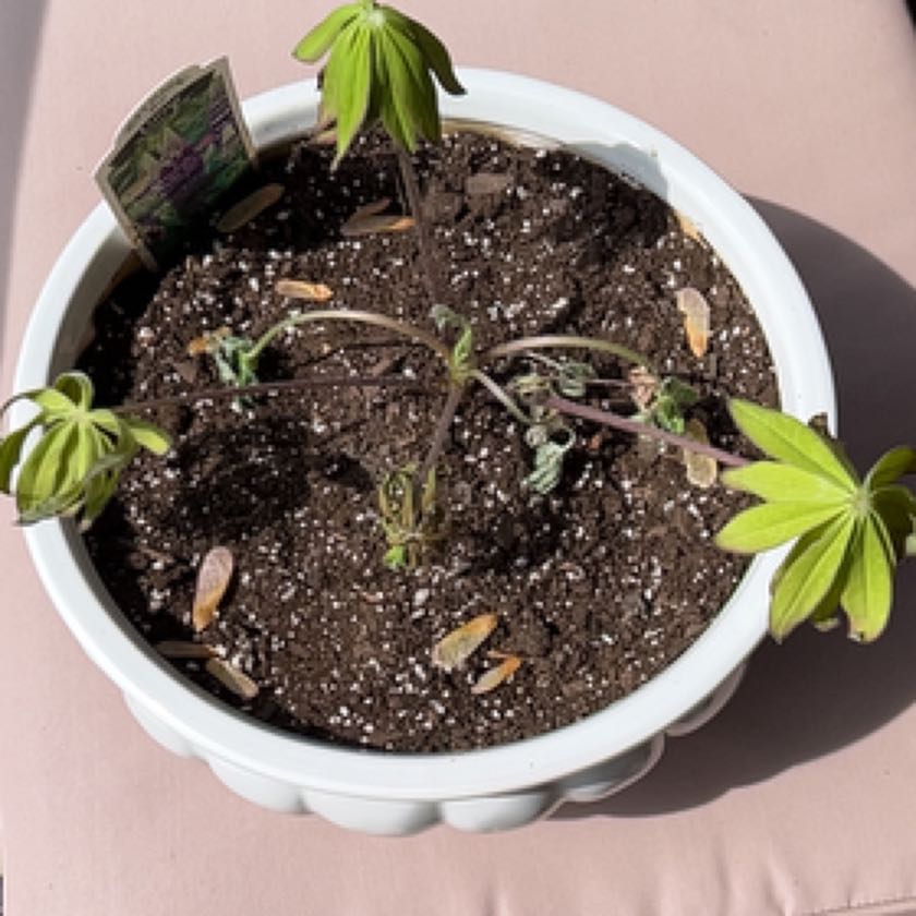 Photo of the plant species Blue Lupin by @IconSwallowwort named Austen on Greg, the plant care app