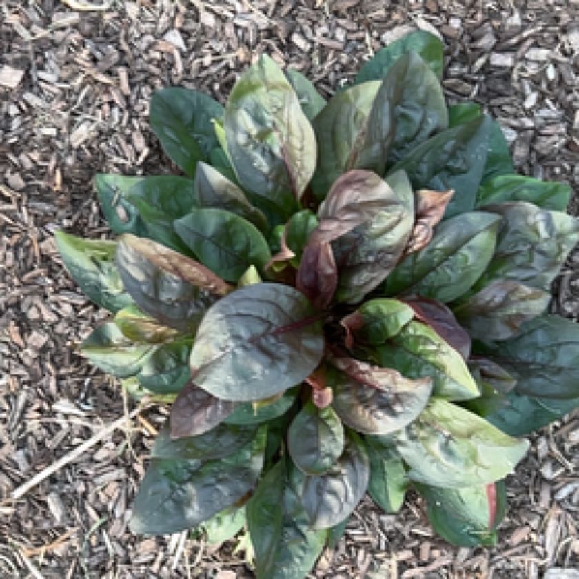 Photo of the plant species Virginia Bluebell by @IconSwallowwort named Harmony on Greg, the plant care app