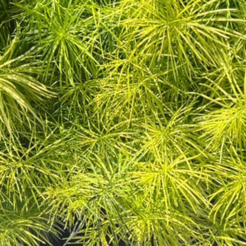 Photo of the plant species Deodar by @IconSwallowwort named McKinley on Greg, the plant care app