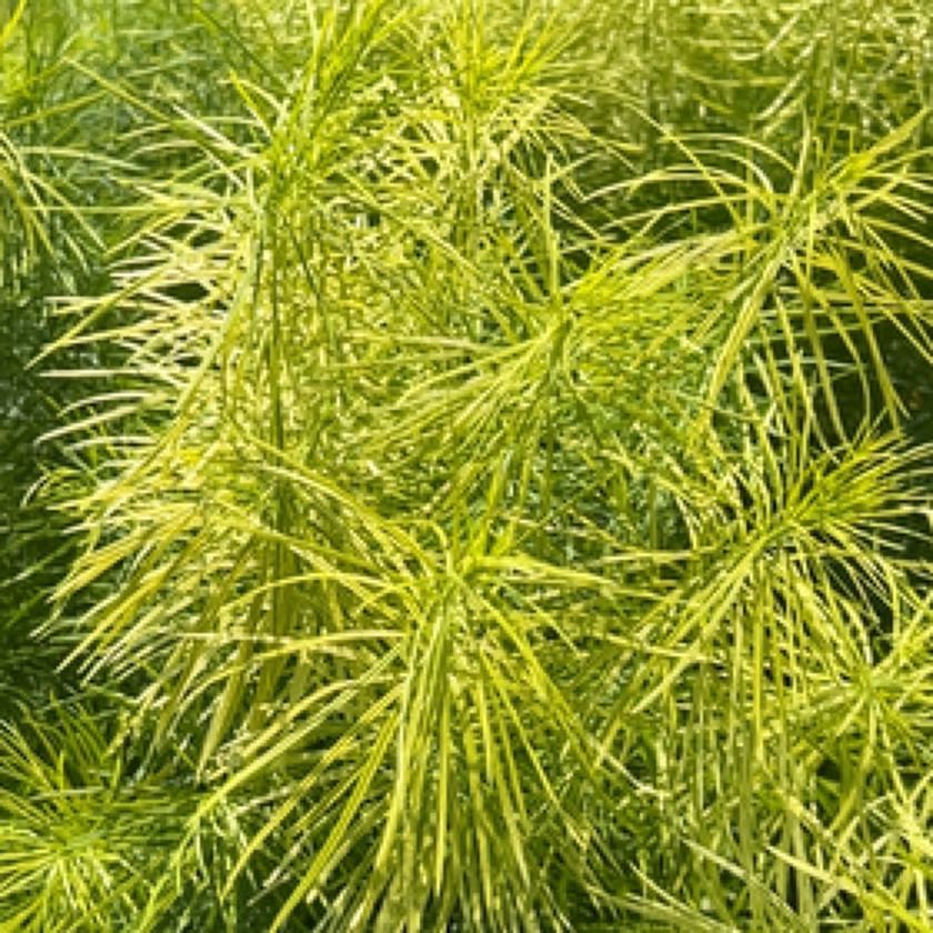 Photo of the plant species Great Horsetail by @IconSwallowwort named Leonardo on Greg, the plant care app