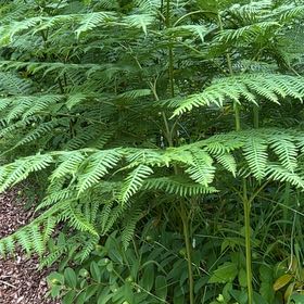 Photo of the plant species Bracken Fern by @IconSwallowwort named Bodhi on Greg, the plant care app