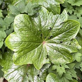 Photo of the plant species Ficaria verna by @IconSwallowwort named Eva on Greg, the plant care app