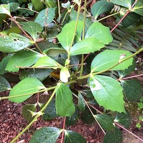 Photo of the plant species Beale's Mahonia by @IconSwallowwort named Gates on Greg, the plant care app