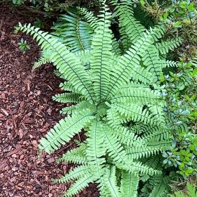 Photo of the plant species Western Maidenhair Fern by @IconSwallowwort named Darwin on Greg, the plant care app
