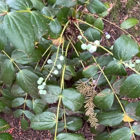Photo of the plant species Cascade Barberry by @IconSwallowwort named Duke on Greg, the plant care app