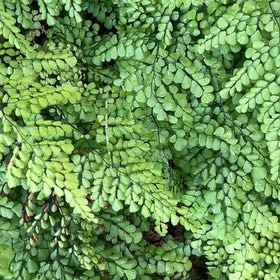Photo of the plant species Giant Maidenhair by @IconSwallowwort named Gomez on Greg, the plant care app