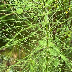 Photo of the plant species Great Horsetail by @IconSwallowwort named Bruce Lee on Greg, the plant care app