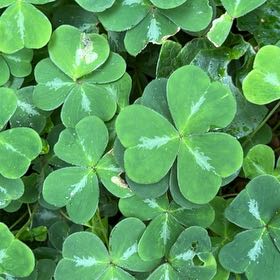 Photo of the plant species Pink Woodsorrel by @IconSwallowwort named Tolkien on Greg, the plant care app