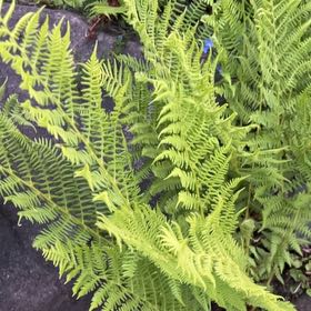 Photo of the plant species Eastern Hayscented Fern by @IconSwallowwort named ChloroPhil on Greg, the plant care app