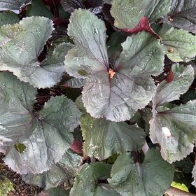 Photo of the plant species Beetleweed by @IconSwallowwort named Orwell on Greg, the plant care app