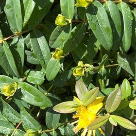Photo of the plant species St. John's Wort by @IconSwallowwort named Athena on Greg, the plant care app